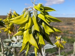 Crotalaria cunninghamii