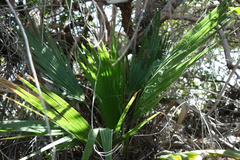Washingtonia