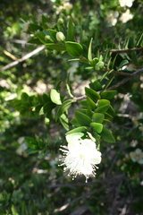Myrtus communis