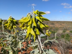 Crotalaria cunninghamii