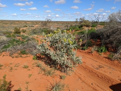 Crotalaria cunninghamii