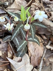 Chimaphila maculata