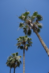 Washingtonia robusta