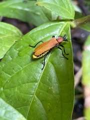 Chauliognathus faustus