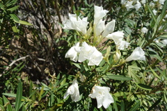 Nerium oleander