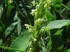 Platanthera flava