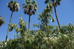 Leucaena leucocephala