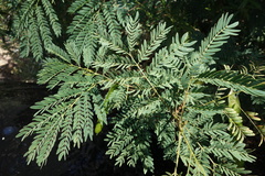 Leucaena leucocephala