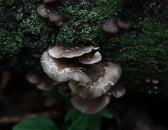 Hohenbuehelia grisea