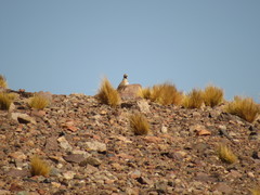 Thinocorus rumicivorus