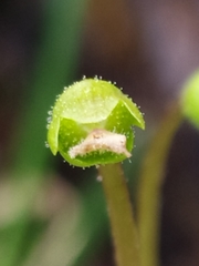 Pinguicula alpina