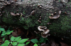 Hohenbuehelia grisea