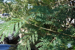 Leucaena leucocephala