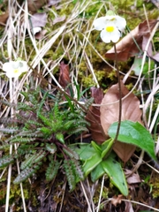 Pinguicula alpina
