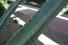Cactaceae