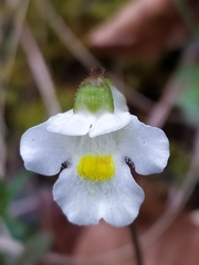 Pinguicula alpina