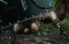 Hohenbuehelia grisea