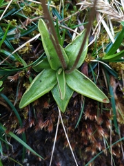 Pinguicula alpina