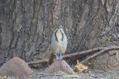 Cichladusa arquata