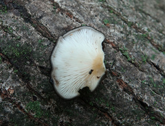 Hohenbuehelia grisea