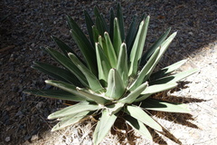 Agave