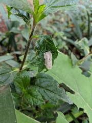 Naroma varipes