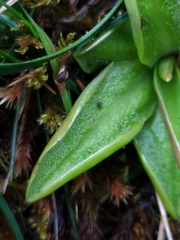 Pinguicula alpina