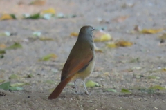 Cichladusa arquata