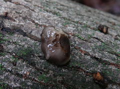 Hohenbuehelia grisea