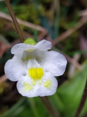 Pinguicula alpina