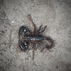 Heterometrus spinifer