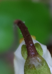 Pinguicula alpina