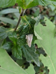 Naroma varipes