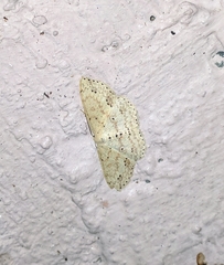 Scopula voluptaria