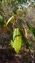 Croton argyrodaphne
