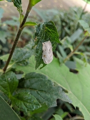 Naroma varipes