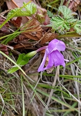 Roscoea alpina