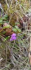 Roscoea alpina