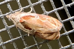 Zomaria interruptolineana