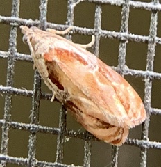 Zomaria interruptolineana