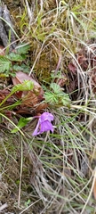 Roscoea alpina
