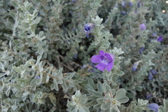 Leucophyllum frutescens