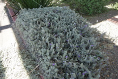 Leucophyllum frutescens