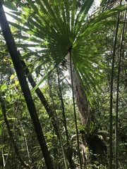 Mauritia