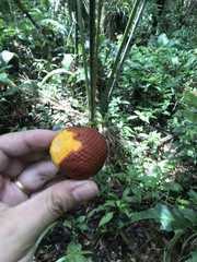 Mauritia