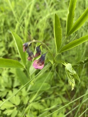 Lathyrus linifolius