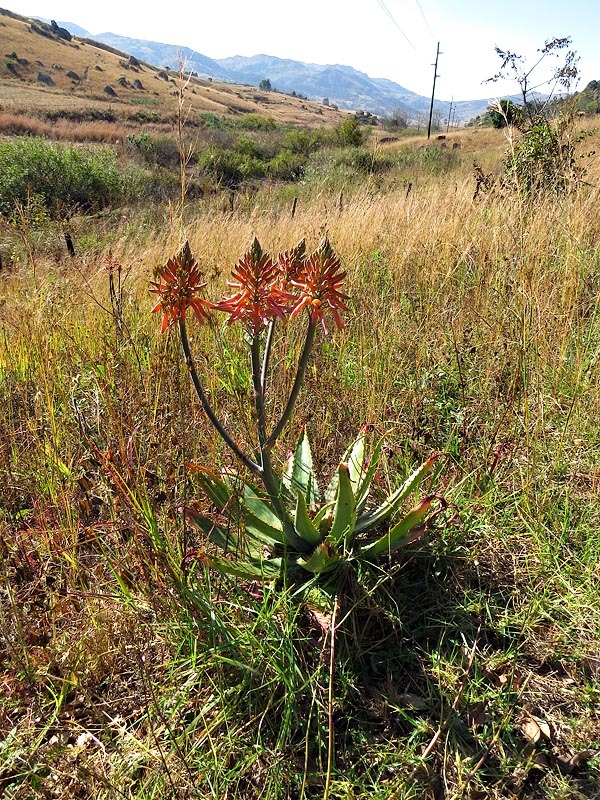 Aloe maculata ssp. maculata