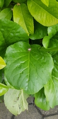 Bergenia crassifolia