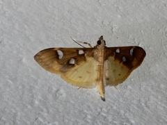 Cotachena