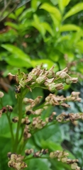 Bergenia crassifolia